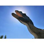 Zdjęcia użytkowników Honor 10