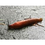 Zdjęcia użytkowników Honor 10