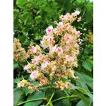 Zdjęcia użytkowników Honor 10