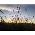 Zdjęcia użytkowników Honor 10