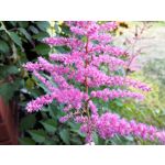 Zdjęcia użytkowników Honor 10