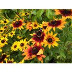 Zdjęcia użytkowników Honor 10