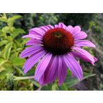 Zdjęcia użytkowników Honor 10