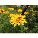 Zdjęcia użytkowników Honor 10