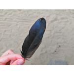 Zdjęcia użytkowników Honor 10