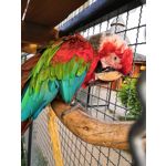 Zdjęcia użytkowników Honor 10