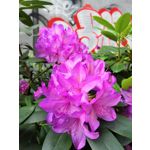 Zdjęcia użytkowników Honor 10