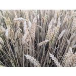 Zdjęcia użytkowników Honor 10