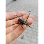 ZDJĘCIA Z TEGO TELEFONU
