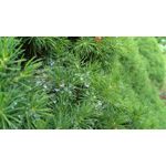 Zdjęcia użytkowników Honor 5X