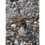 Zdjęcia użytkowników Honor 5X