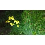 Zdjęcia użytkowników Honor 5X