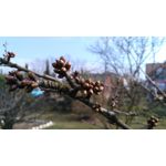 Zdjęcia użytkowników Honor 5X