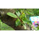 Zdjęcia użytkowników Honor 5X