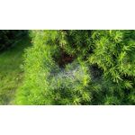 Zdjęcia użytkowników Honor 5X