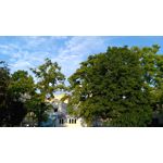 Zdjęcia użytkowników Honor 5X