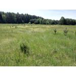 Zdjęcia użytkowników Honor 6 Plus