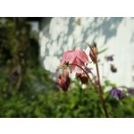 Zdjęcia użytkowników Honor 6 Plus