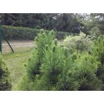 Zdjęcia użytkowników Honor 6 Plus