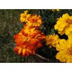 Zdjęcia użytkowników Honor 6 Plus