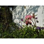 Zdjęcia użytkowników Honor 6 Plus