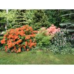 Zdjęcia użytkowników Honor 6 Plus