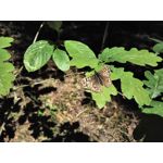 Zdjęcia użytkowników Honor 6 Plus