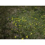 Zdjęcia użytkowników Honor 6 Plus