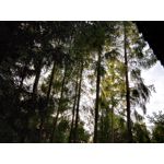 Zdjęcia użytkowników Honor 6 Plus