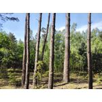 Zdjęcia użytkowników Honor 6 Plus