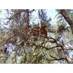 Zdjęcia użytkowników Honor 6 Plus