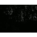 Zdjęcia użytkowników Honor 6 Plus