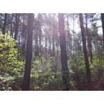 Zdjęcia użytkowników Honor 6 Plus