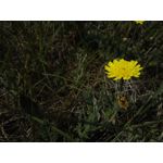 Zdjęcia użytkowników Honor 6 Plus