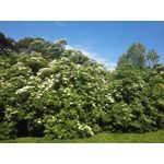 Zdjęcia użytkowników Honor 6 Plus