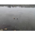 Zdjęcia użytkowników Honor 6