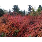 Zdjęcia użytkowników Honor 6