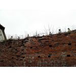 Zdjęcia użytkowników Honor 6