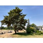 Zdjęcia użytkowników Honor 6X