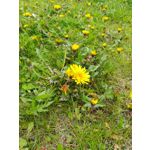 Zdjęcia użytkowników Honor 6X