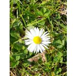 Zdjęcia użytkowników Honor 6X