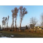 Zdjęcia użytkowników Honor 6X