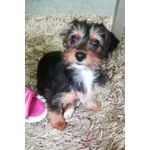 Zdjęcia użytkowników Honor 6X