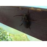 Zdjęcia użytkowników Honor 7 Lite
