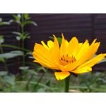 Zdjęcia użytkowników Honor 7 Lite