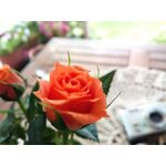 Zdjęcia użytkowników Honor 7 Lite