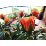 Zdjęcia użytkowników Honor 7 Lite