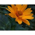 Zdjęcia użytkowników Honor 7 Lite