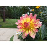 Zdjęcia użytkowników Honor 7 Lite