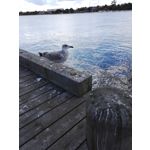 Zdjęcia użytkowników Honor 7